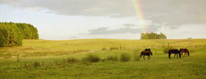 regenbogen