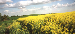 rapsfeld